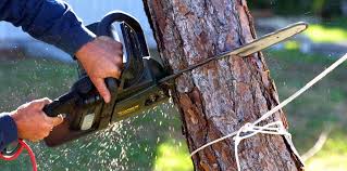 Best Tree Removal  in Demarest, NJ