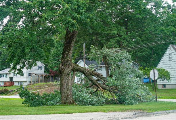 Best Tree Cabling and Bracing  in Demarest, NJ